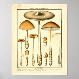 Vintage Brown Mushrooms Impressão