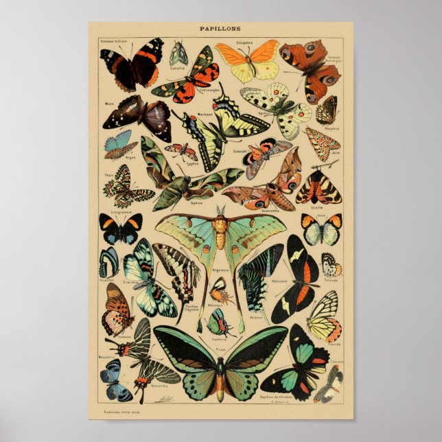 Vintage Butterflies Papillons Poster (Frente)