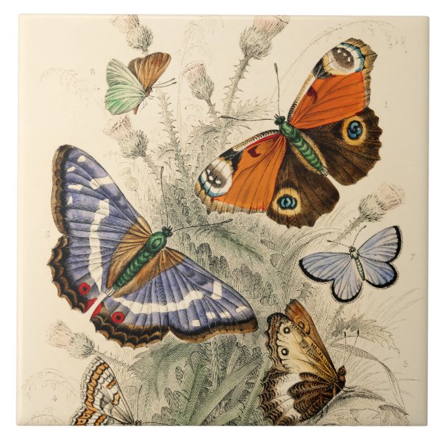 Vintage Butterflies por Oliver Goldsmith (Frente)