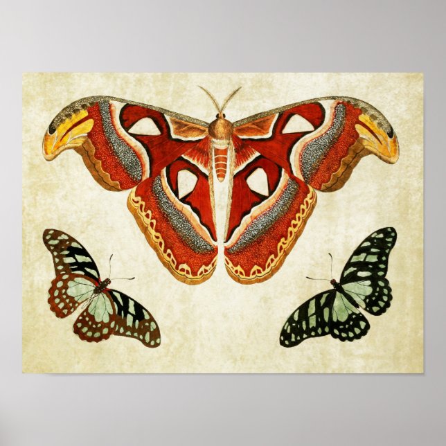 Vintage Butterfly Impressão 009 (Frente)