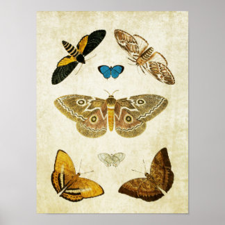 Vintage Butterfly Impressão 046