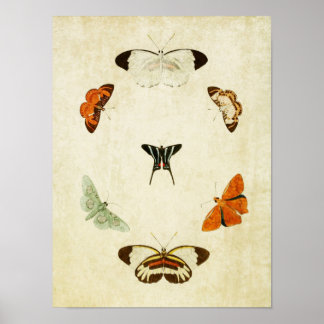 Vintage Butterfly Impressão 063