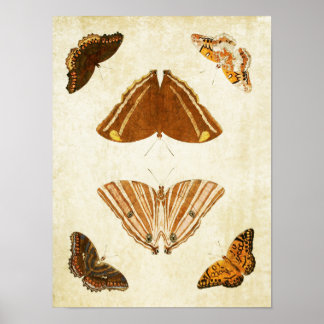 Vintage Butterfly Impressão 069