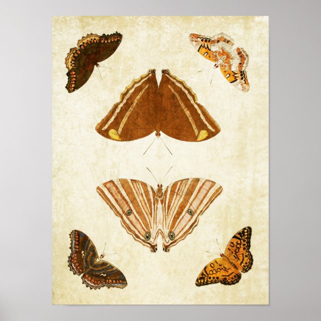 Vintage Butterfly Impressão 069 (Frente)