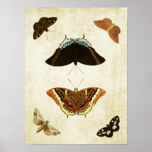 Vintage Butterfly Impressão 074