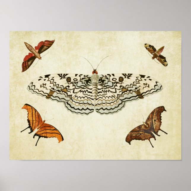 Vintage Butterfly Impressão 087 (Frente)