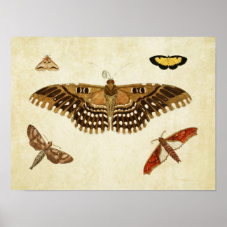 Vintage Butterfly Impressão 088