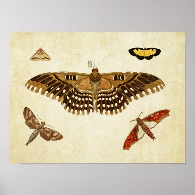 Vintage Butterfly Impressão 088 (Frente)