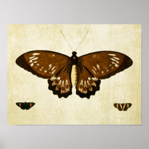 Vintage Butterfly Impressão 123