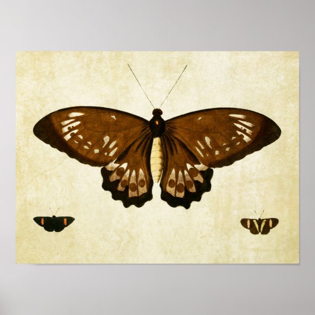 Vintage Butterfly Impressão 123 (Frente)