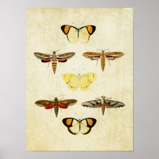 Vintage Butterfly Impressão 125