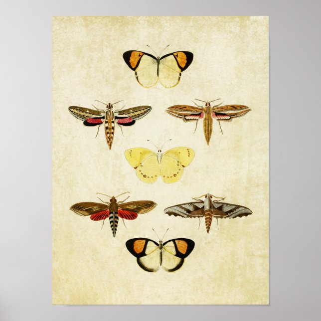 Vintage Butterfly Impressão 125 (Frente)