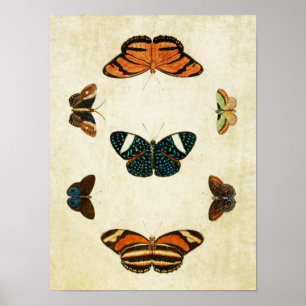 Vintage Butterfly Impressão 130