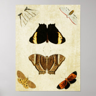 Vintage Butterfly Impressão 133