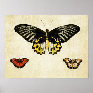 Vintage Butterfly Impressão 135