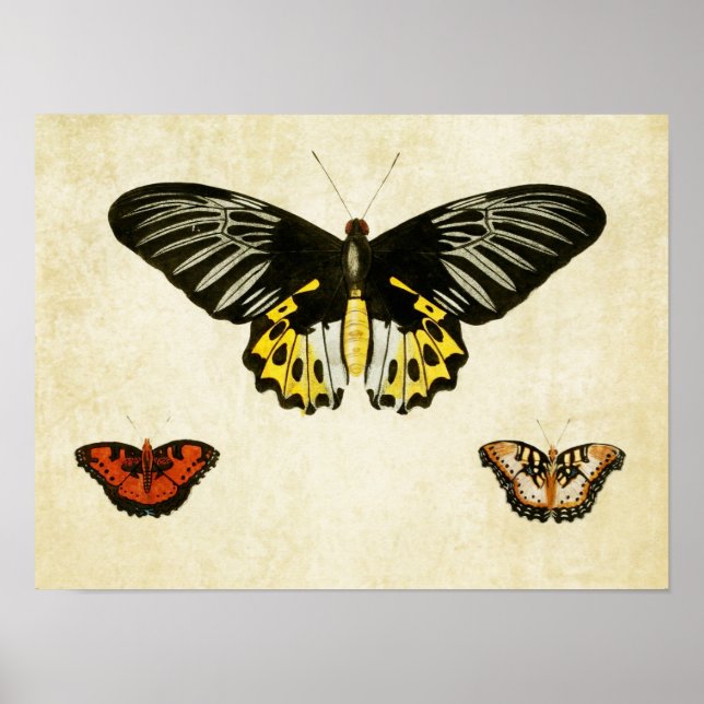 Vintage Butterfly Impressão 135 (Frente)