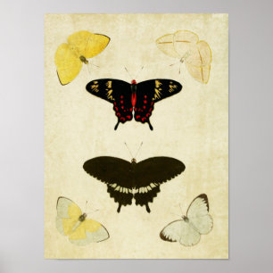 Vintage Butterfly Impressão 141