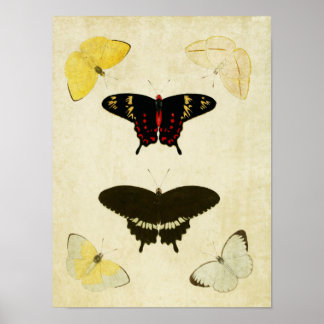 Vintage Butterfly Impressão 141