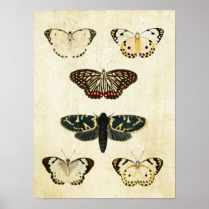 Vintage Butterfly Impressão 154