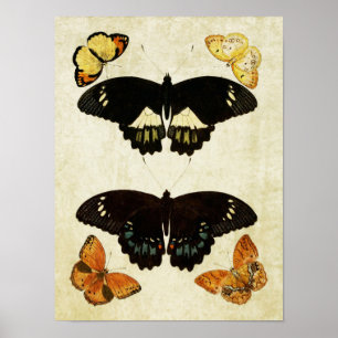 Vintage Butterfly Impressão 157