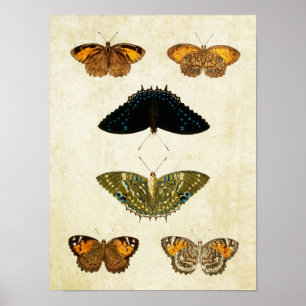 Vintage Butterfly Impressão 161
