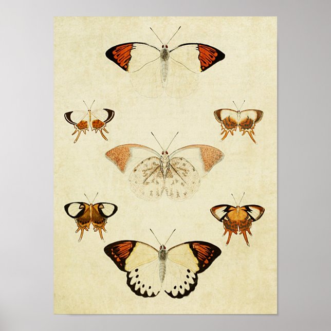 Vintage Butterfly Impressão 164 (Frente)