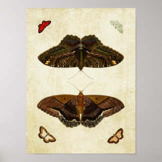 Vintage Butterfly Impressão 170