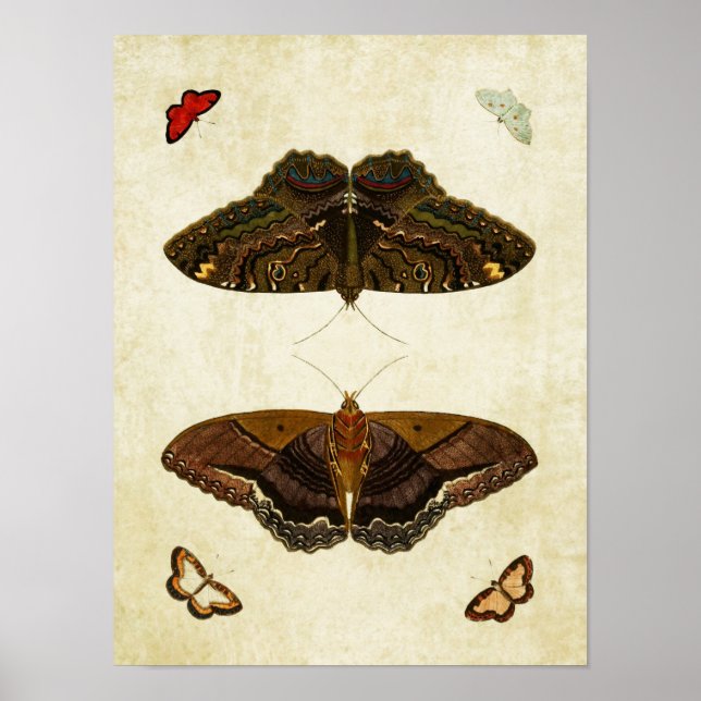 Vintage Butterfly Impressão 170 (Frente)