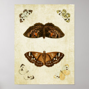 Vintage Butterfly Impressão 171