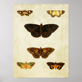 Vintage Butterfly Impressão 172