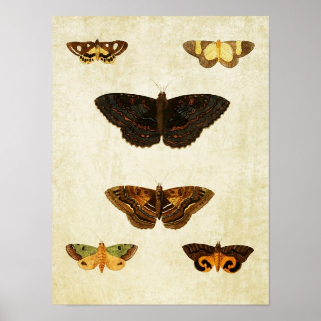 Vintage Butterfly Impressão 172 (Frente)