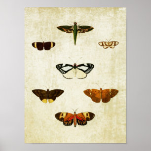 Vintage Butterfly Impressão 178