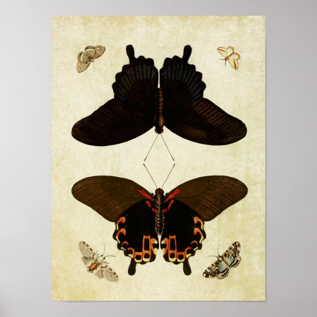 Vintage Butterfly Impressão 181 (Frente)