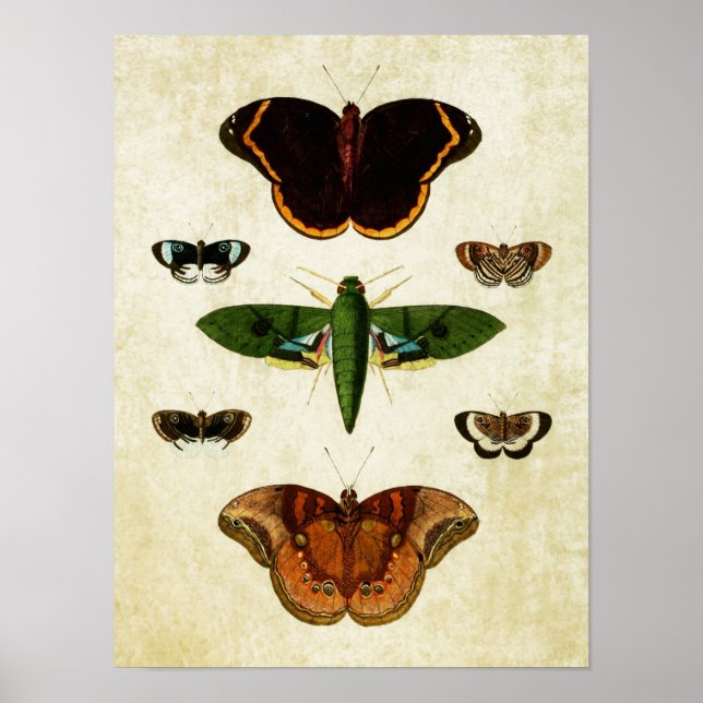 Vintage Butterfly Impressão 184 (Frente)