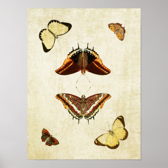 Vintage Butterfly Impressão 186 (Frente)