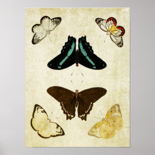 Vintage Butterfly Impressão 187