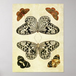 Vintage Butterfly Impressão 193