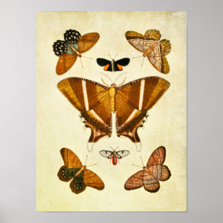 Vintage Butterfly Impressão 198