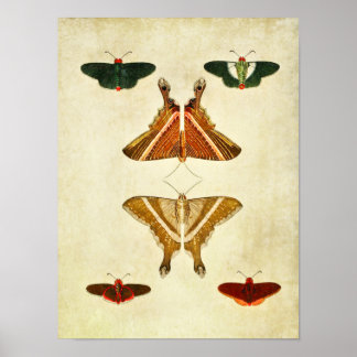 Vintage Butterfly Impressão 199