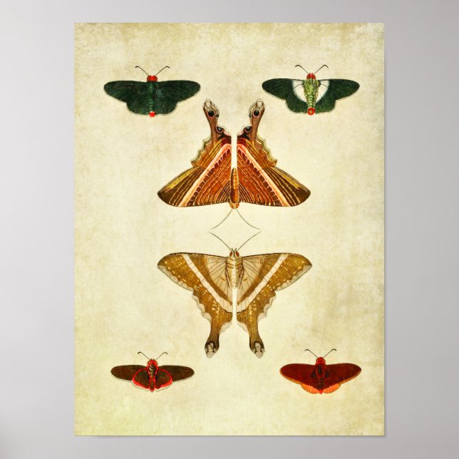 Vintage Butterfly Impressão 199 (Frente)