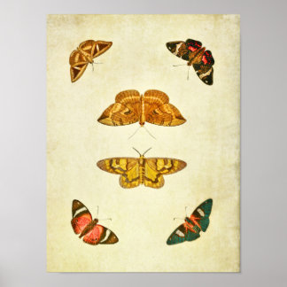 Vintage Butterfly Impressão 227