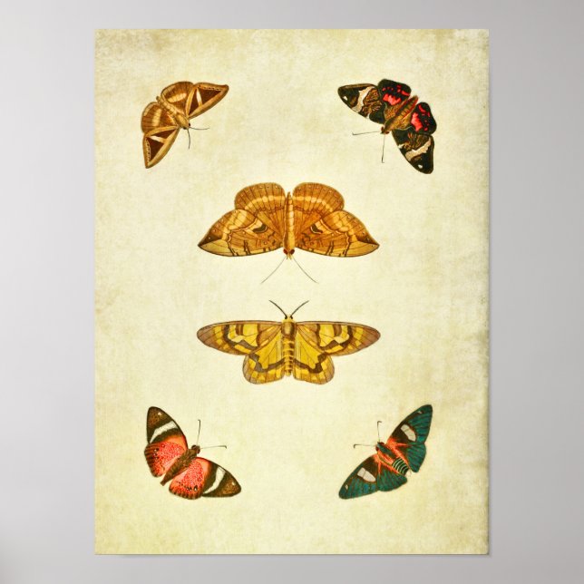 Vintage Butterfly Impressão 227 (Frente)