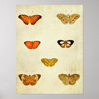 Vintage Butterfly Impressão 238