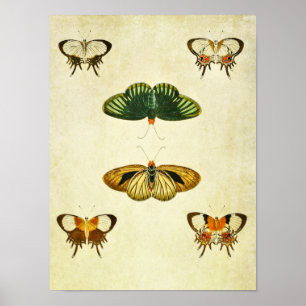 Vintage Butterfly Impressão 244