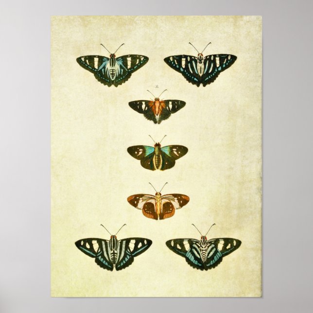 Vintage Butterfly Impressão 245 (Frente)