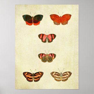 Vintage Butterfly Impressão 256