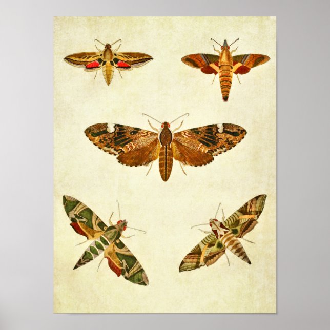 Vintage Butterfly Impressão 285 (Frente)