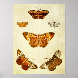 Vintage Butterfly Impressão 309