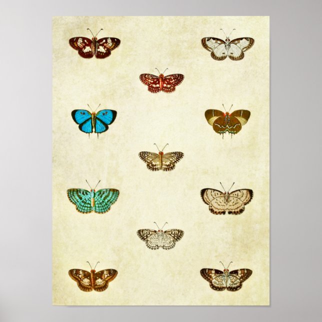Vintage Butterfly Impressão 334 (Frente)