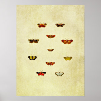Vintage Butterfly Impressão 348